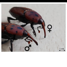 Géniteur vierges a vendre 